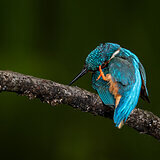 Kingfishers